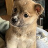 人が大好き甘えん坊のオス子犬 サムネイル4