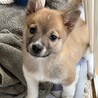 人が大好き甘えん坊のオス子犬 サムネイル6
