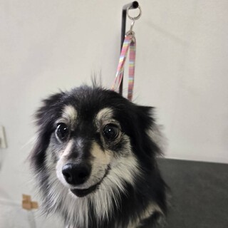 ポメラニアンの女の子です。