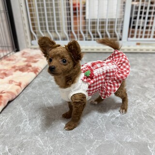 【子犬】12月に生まれました！多頭飼育崩壊から保護