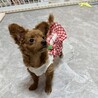 【子犬】12月に生まれました！多頭飼育崩壊から保護 サムネイル2