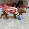 【子犬】12月に生まれました！多頭飼育崩壊から保護 サムネイル4