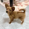 【子犬】12月に生まれました！多頭飼育崩壊から保護 サムネイル6