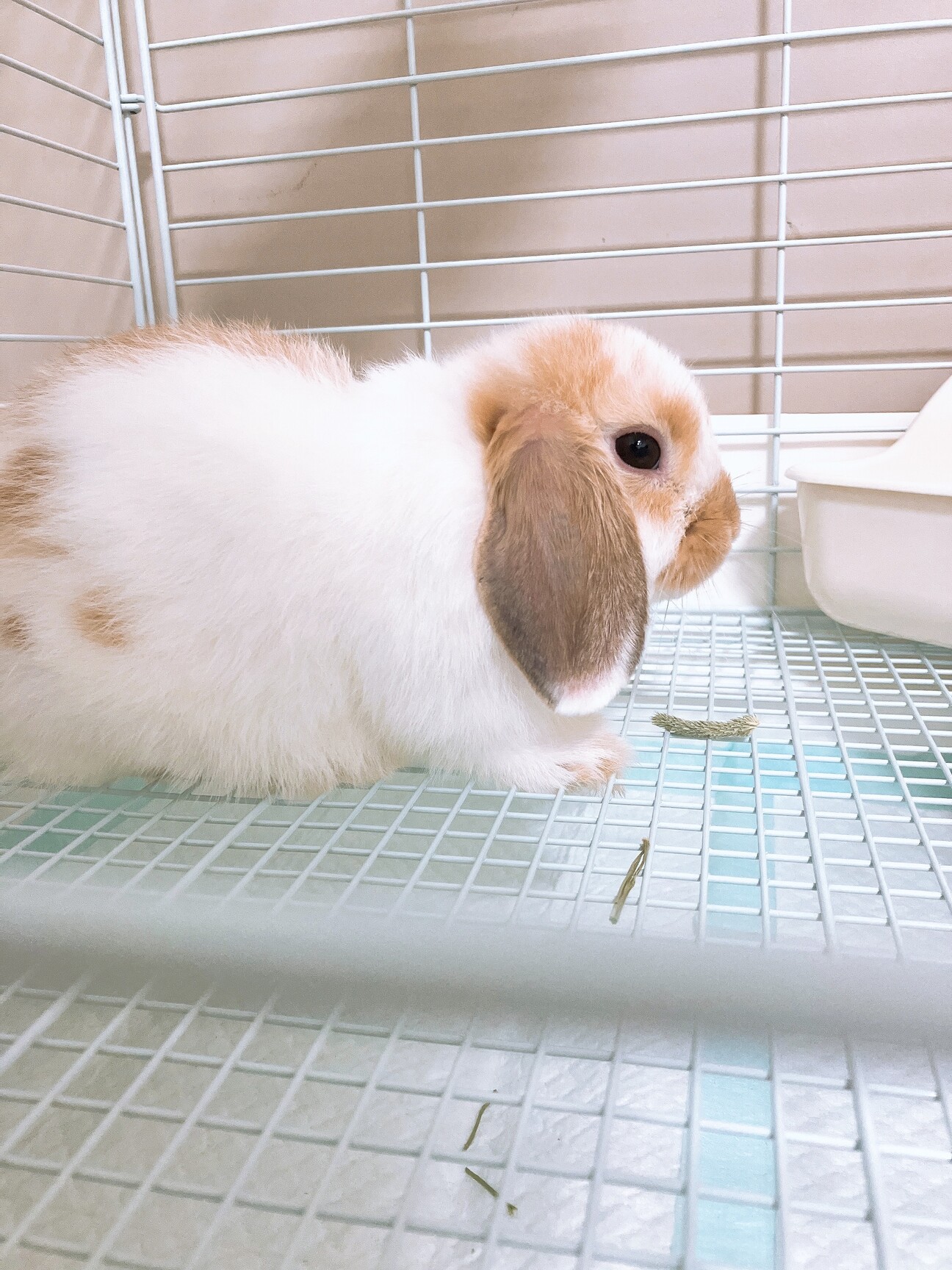 人懐っこい垂れ耳の子うさぎ♂です サムネイル1