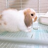 人懐っこい垂れ耳の子うさぎ♂です サムネイル1