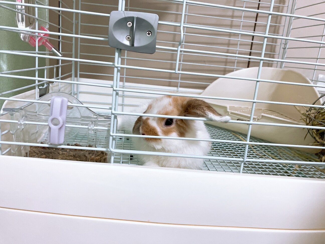 人懐っこい垂れ耳の子うさぎ♂です サムネイル3