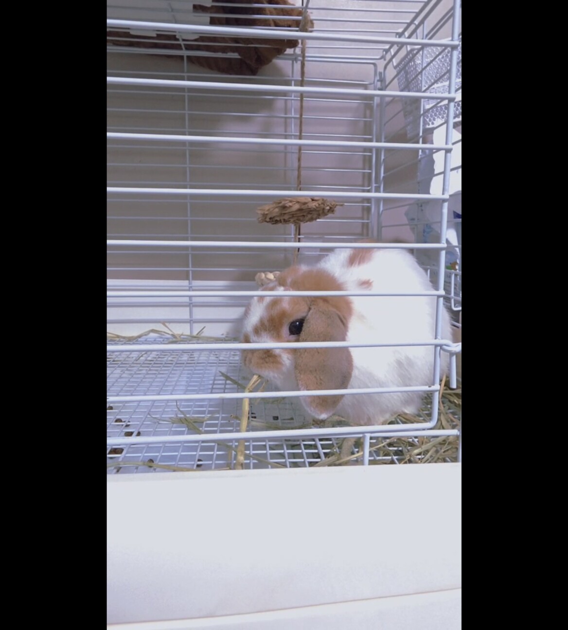 人懐っこい垂れ耳の子うさぎ♂です サムネイル2