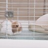人懐っこい垂れ耳の子うさぎ♂です サムネイル4