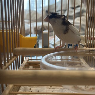 解決方法が見つかりました:ジュウシマツ♂