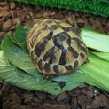 ヘルマンリクガメ（募集終了）