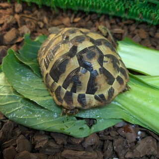ヘルマンリクガメ（募集終了）