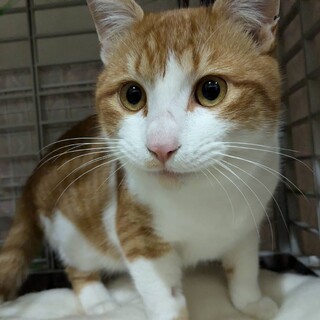 まんまる茶白♡