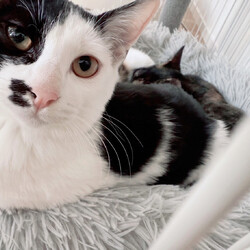 「３月７日の保護猫譲渡会」サムネイル3