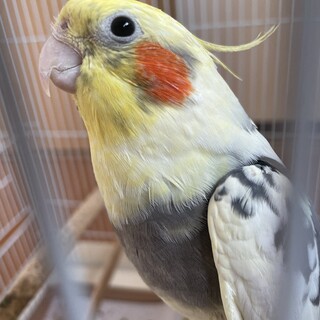 里親募集してます