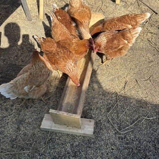 毎日卵産みます。飼い主さんを探しています。