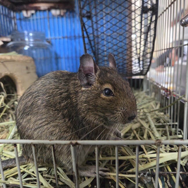 オトカグのカバー写真