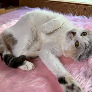 まんまるスコちゃんミケ