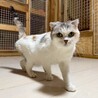 まんまるスコちゃんミケ サムネイル2