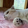 まんまるスコちゃんミケ サムネイル3