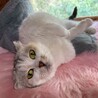 まんまるスコちゃんミケ サムネイル4