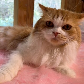 くりくりおめめのマカロニ