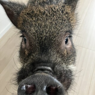 2歳　マイクロブタさん里親さん募集します！