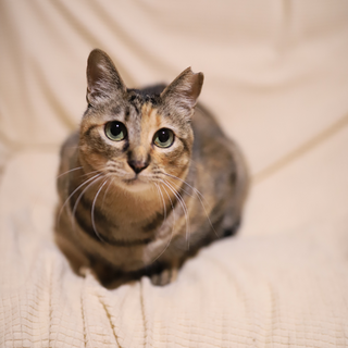 宝石のような瞳☆お姫様タイプの女の子