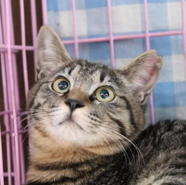 なのとペアで　　ぴのちゃん サムネイル2