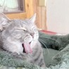 おっとり優しいさらちゃん　1歳半 サムネイル2