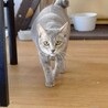 おっとり優しいさらちゃん　1歳半 サムネイル3