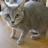 おっとり優しいさらちゃん　1歳半 サムネイル4