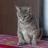 おっとり優しいさらちゃん　1歳半 サムネイル5