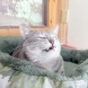 おっとり優しいさらちゃん　1歳半 サムネイル6