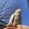 まえだです
