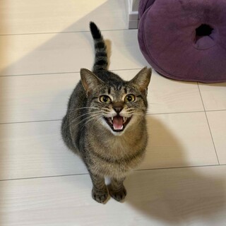 よく食べ！よく遊ぶ！キジトラ・キャロルちゃん♪