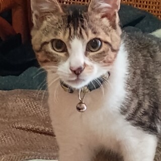 9月28日生まれの子猫..幸せにしてください