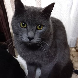 里親決定。ブルータス君譲渡会参加予定