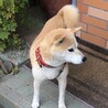 トライアル決まりました・やさしい小柄な柴犬の女の子 サムネイル4
