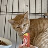 みおくん 濃茶 サムネイル2