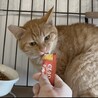 みおくん 濃茶 サムネイル3
