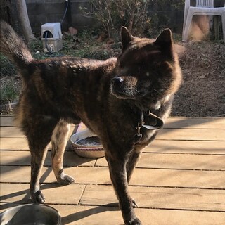 甲斐犬里親募集終了