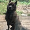 甲斐犬里親募集終了 サムネイル2