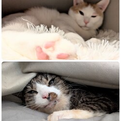 「［もなか君］と［ちゃたん君］の医療のご報告」サムネイル1