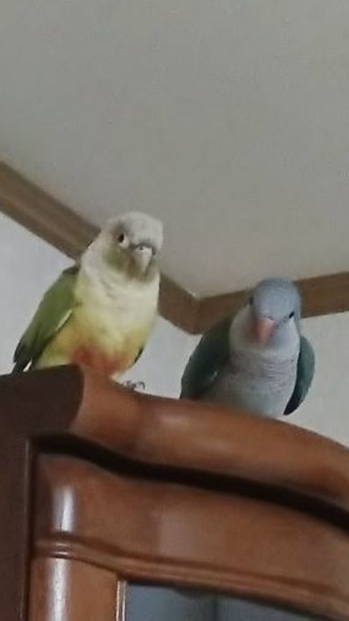里親決定いたしました、あ」千葉県 - 鳥の里親募集(536418