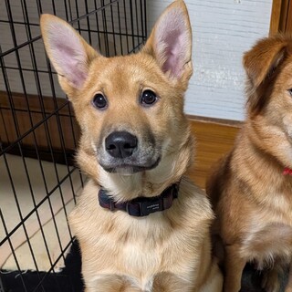 7つの子「さつまくん」