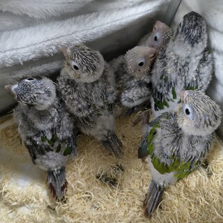 ウロコインコ雛の里親募集します（一時停止します）