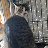 片目のディナちゃん サムネイル3