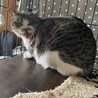 片目のディナちゃん サムネイル4