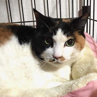 きれいな三毛猫さん　人が大好き穏やかな大人猫