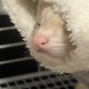 フェレットちゅむ